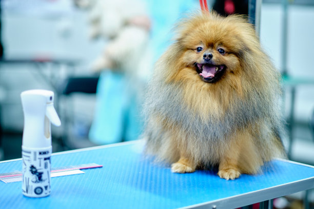 斯皮兹狗在桌子上，心情很好图片下载