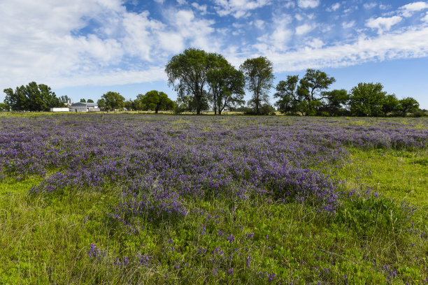 夏天的花田景观，拉潘帕省，巴塔哥尼亚，阿根廷。图片下载