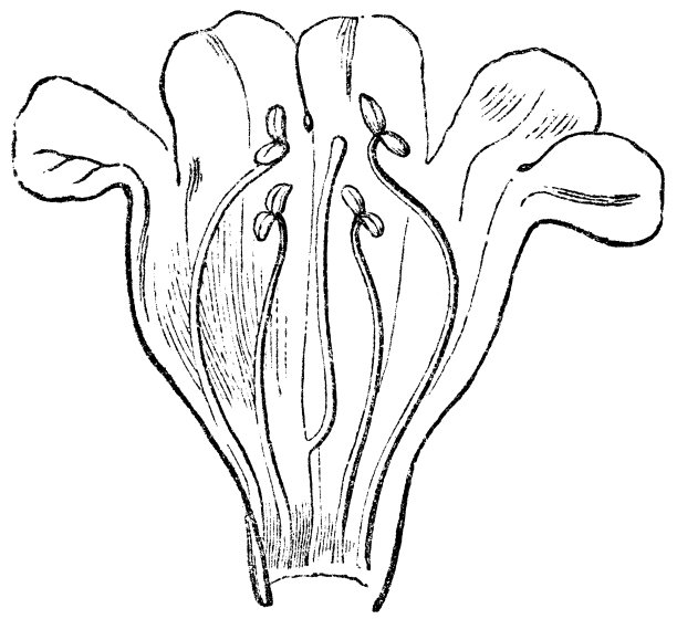 大熊舌花(Penstemon grandflorus)横截面剖面图- 19世纪图片下载