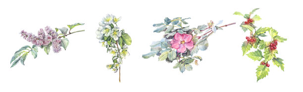 水彩画集与野花隔离在白色背景上。苹果山楂狗玫瑰和丁香丛。手绘花卡片或邀请。植物剪贴画速写本。植物和食物。喝茶图片下载