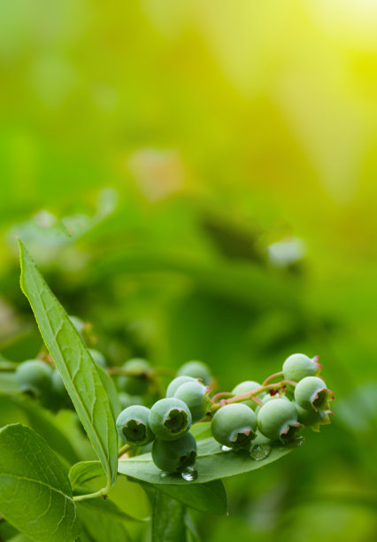 大的绿色蓝莓的一个分支。有选择性的重点。图片下载