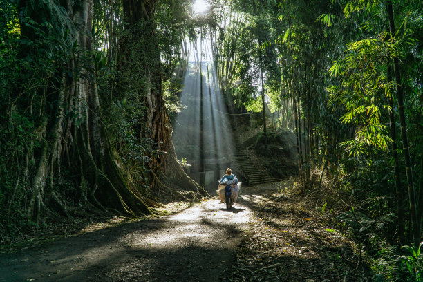 在森林中央的道路上，阳光透过一棵雄伟的绿树的叶子。图片下载