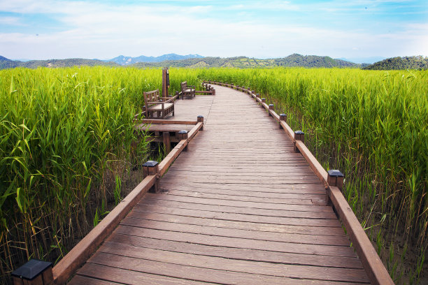 一座长长的木桥，供步行观赏芦苇田和山脉的景色。在顺天湾生态公园，全南道，韩国图片下载