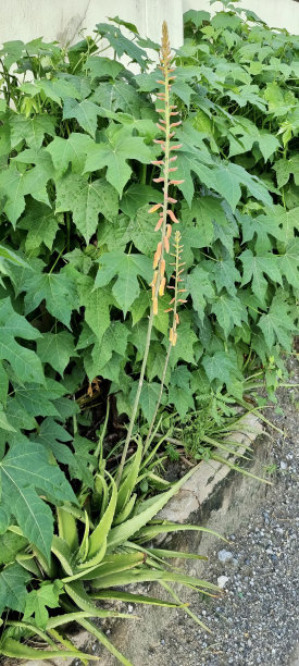 建筑物前面有一株长茎植物的照片，建筑物旁边的花园里有花盆和植物。图片下载