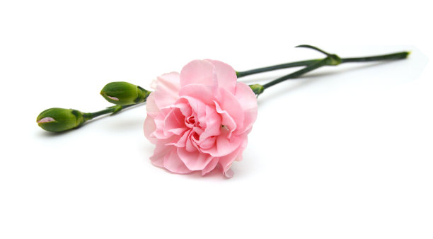 美丽的粉红色康乃馨花孤立在白色的背景图片下载
