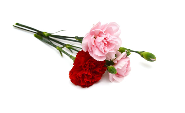 美丽的粉红色康乃馨花孤立在白色的背景图片下载