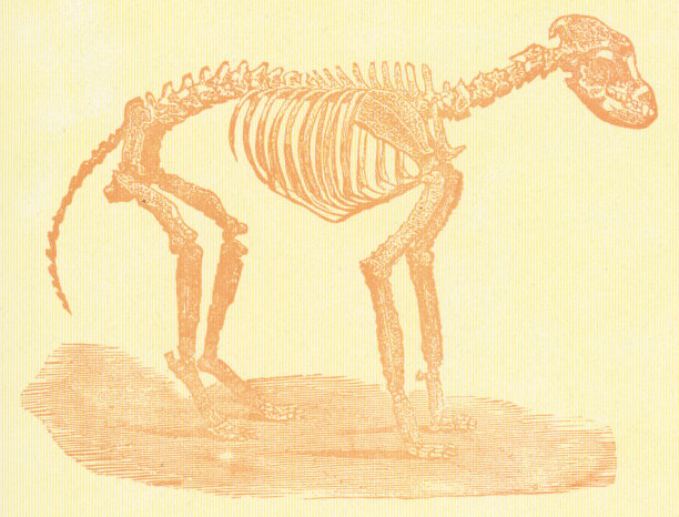 汞中毒对狗骨骼影响的医学插图——19世纪图片下载