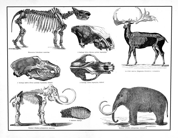 更新世时期的动物和骨骼，如猛犸象、巨鹿、洞熊、洞鬣狗、tichorhinus、Historisch图片下载