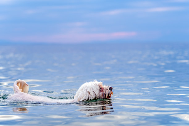 小白狗在海里游泳图片下载