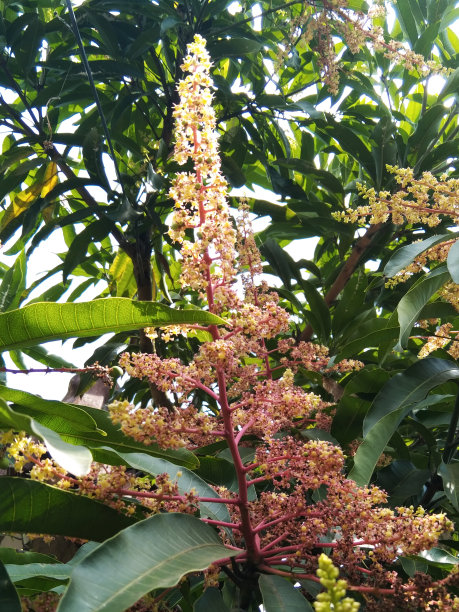 大自然的承诺:芒果树开花，收获未来图片下载