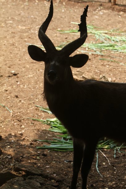 那只鹿图片下载