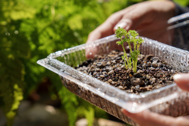 在一张裁剪过的图片中，一名亚洲妇女拿着一个由透明塑料盒做成的DIY小温室，用来种植植物幼苗。图片下载