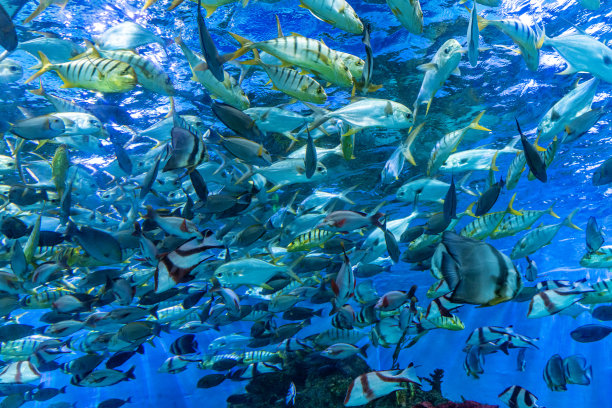 水族馆里有许多热带观赏鱼图片下载
