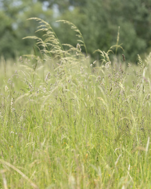 长草的草地鼓励野生动物图片下载