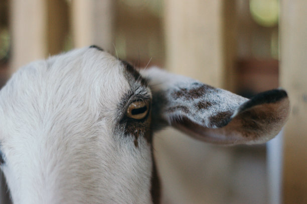 山羊在笼子里图片下载