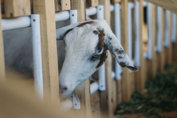 山羊在笼子里图片下载