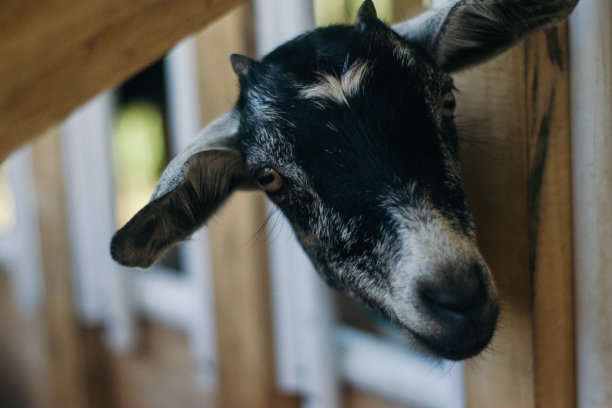 山羊在笼子里图片下载