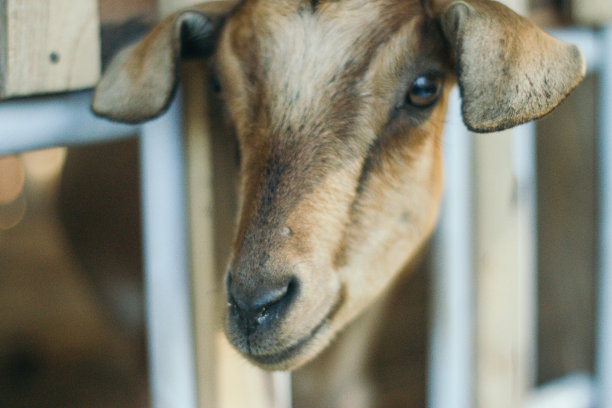 山羊在笼子里图片下载