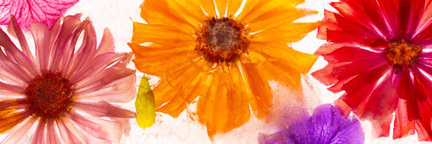 冰封鲜花的横幅图片下载