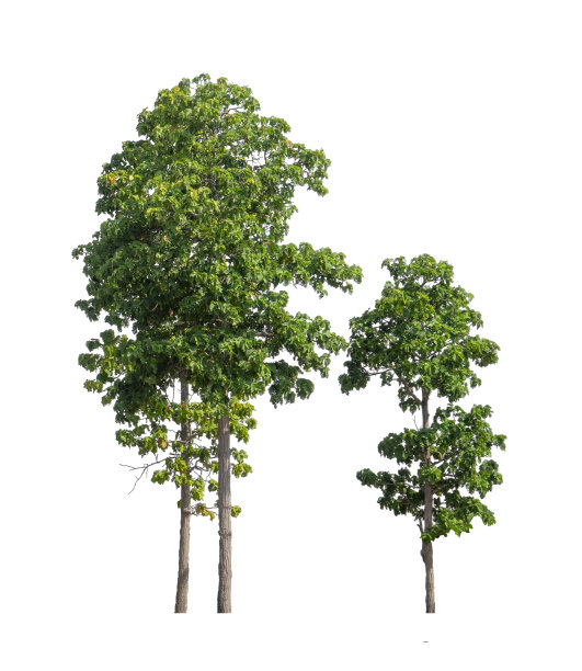 在白色背景上孤立的树既适合打印，也适合网页图片下载