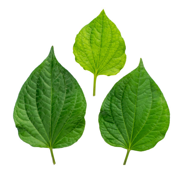 白色背景上的叶子图片下载