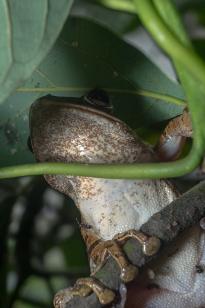 四排树蛙棕白色挂在树枝上的特写细节纹理图片下载