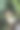 四排树蛙棕白色挂在树枝上的特写细节纹理图片下载