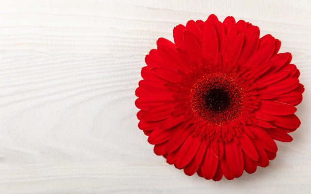 美丽盛开的非洲菊花纹理木材的背景。副本的空间。放文字的地方。春天的花。俯视图图片下载