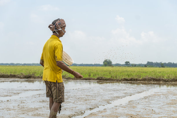 一位当地农民提着水桶在水田里播种图片下载