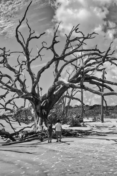 两个小男孩仰望杰基尔岛浮木海滩上的一棵大树的灰度照片。图片下载