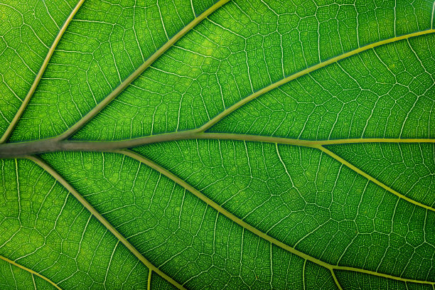 纹理清新的叶子特写，生态绿色的微距镜头图片下载