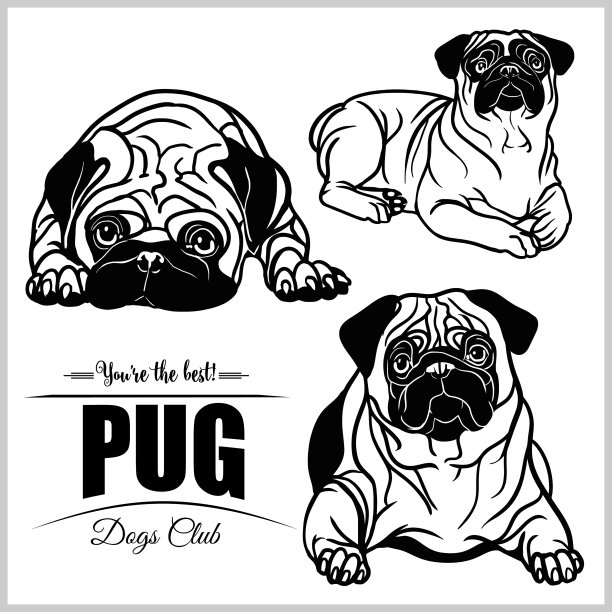 在白色上孤立的哈巴狗图片下载