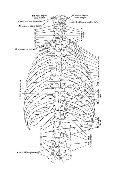 胸腔和脊柱图片下载