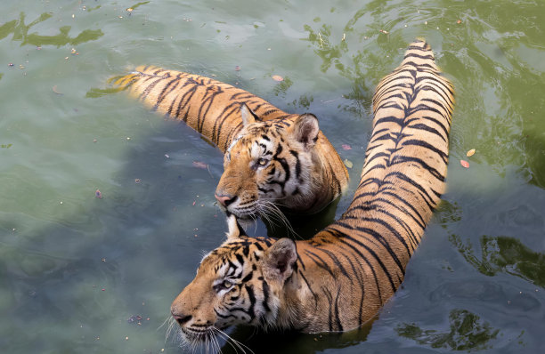 两只老虎在水中游泳的照片，底格里斯虎和它们的妈妈在池塘里游泳。图片下载