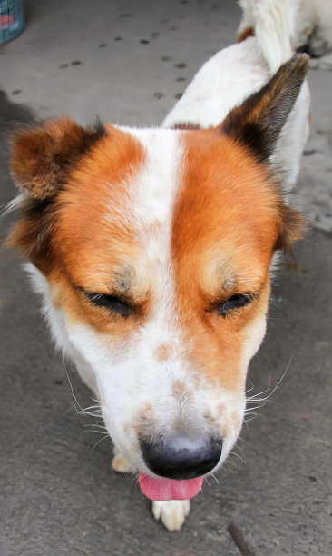 一张狗伸出舌头的照片。图片下载