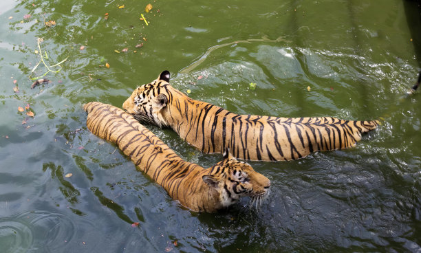 两只老虎在水中游泳的照片，底格里斯虎带着它们的孩子在池塘里游泳。图片下载