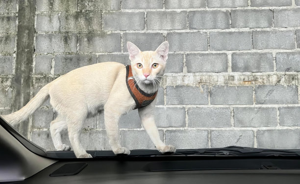 一只猫在汽车引擎盖上行走的照片，一只埃及猫戴着嘴套在车顶上行走。图片下载