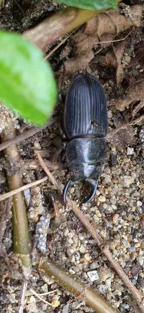 一张在泥土中爬行的蜣螂的照片，蜣螂在地面上以树叶和树枝为背景。图片下载