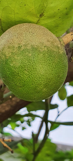 一张大的绿色水果挂在树上的照片，柠檬树的树枝上挂着一个绿色的水果。图片下载