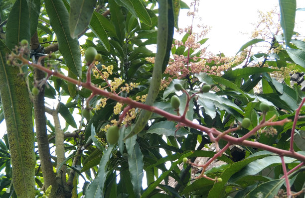大自然的转变:盛开的芒果树，期待甜蜜的回报图片下载