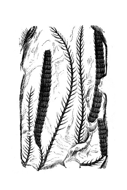 化石植物，叶门图片下载