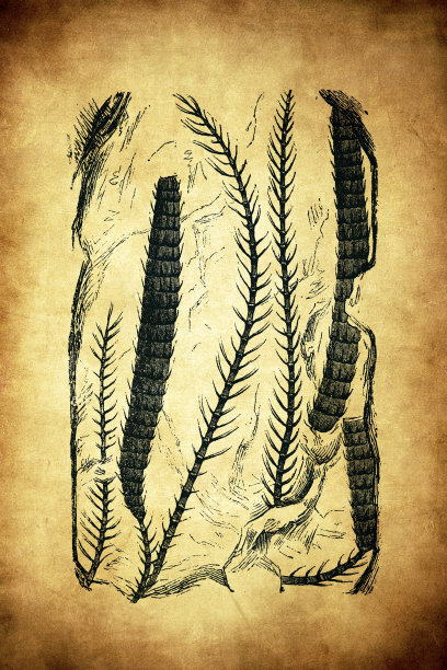 化石植物，叶门图片下载