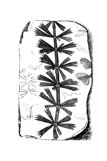 化石植物，叶茶树，长叶磷脂图片下载