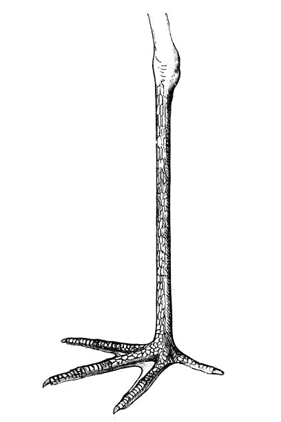 鞍嘴鹳(塞内加尔Ephippiorhynchus)脚图片下载