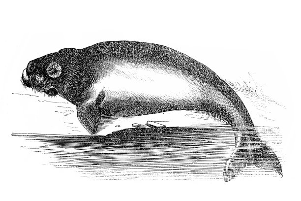 血（血蜂蜜）图片下载