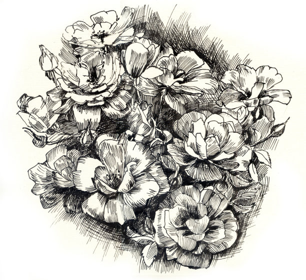 玫瑰墨水画。白色背景上的花图片下载