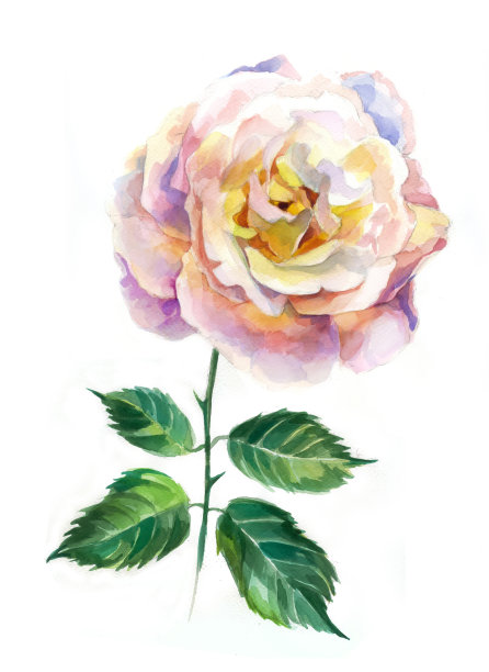 一个玫瑰水彩画。传统纸画图片下载
