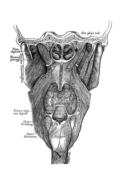 从后面看软腭的肌肉图片下载
