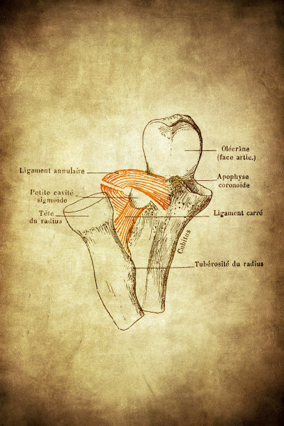 上级radio-ulnar清晰度图片下载
