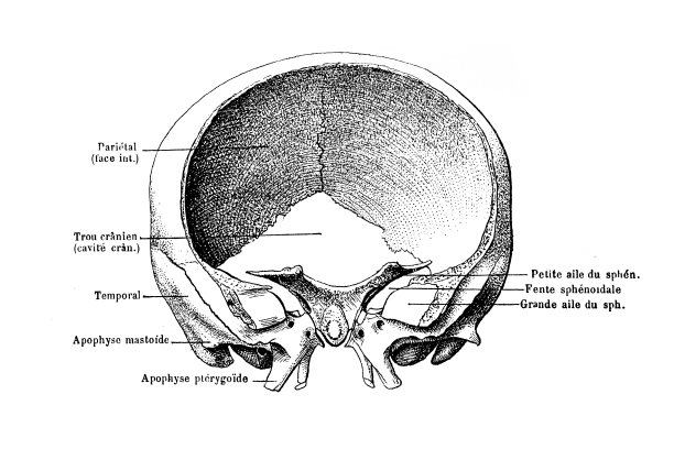 颅骨的蝶骨顶骨环图片下载
